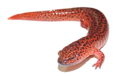 The Year of the Newt!