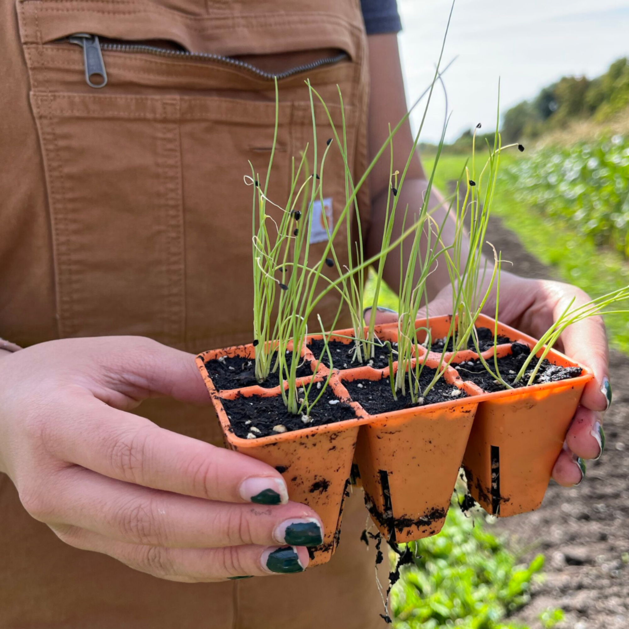 Regenerative Agriculture at Kestrel Perch